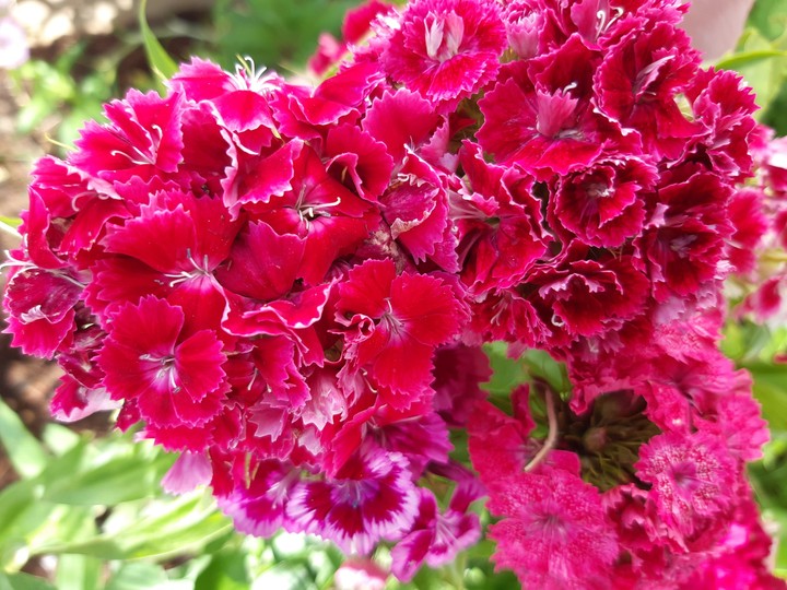 carnation