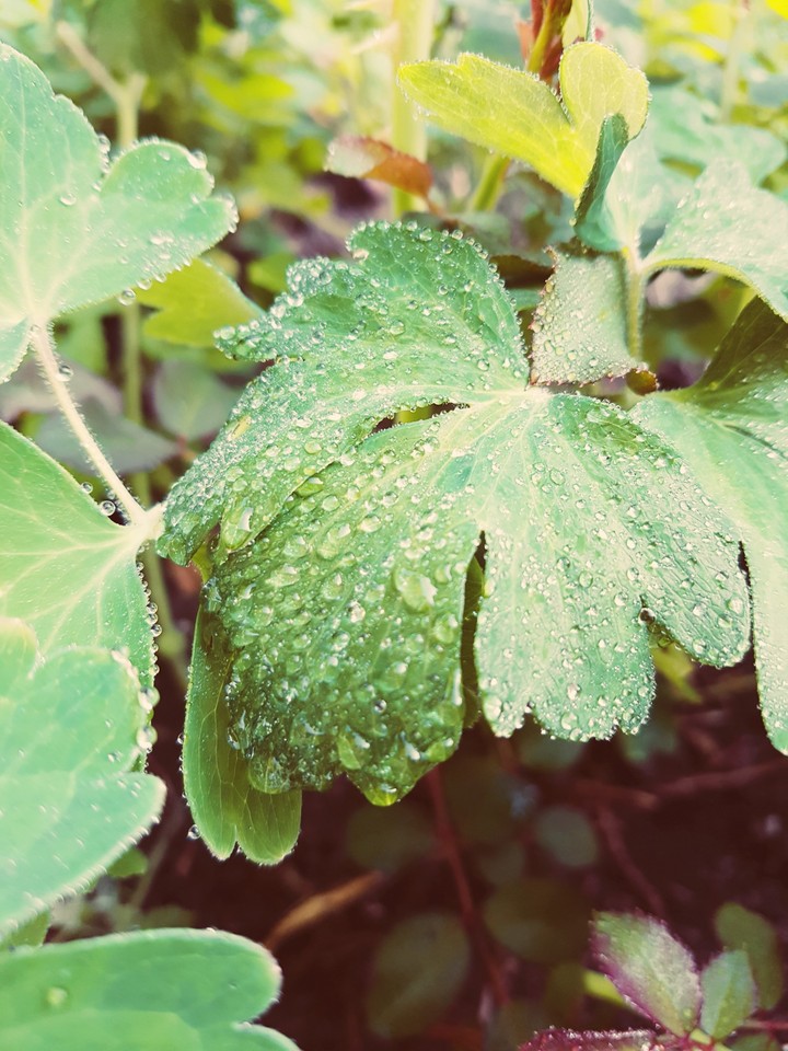 raindrop