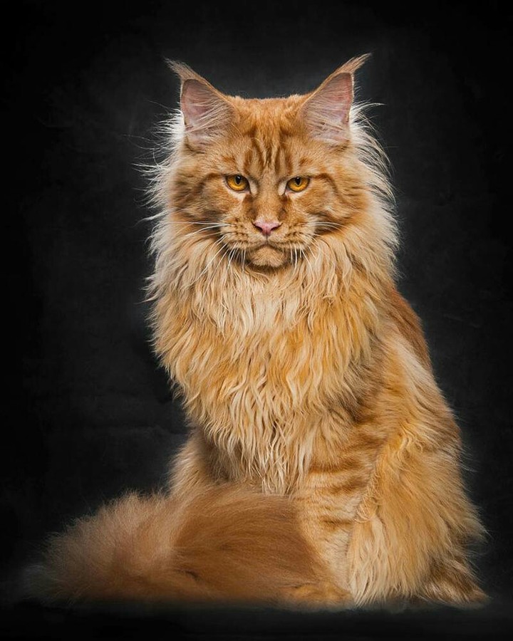 кот