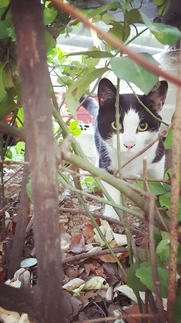 길냥이(street cat)