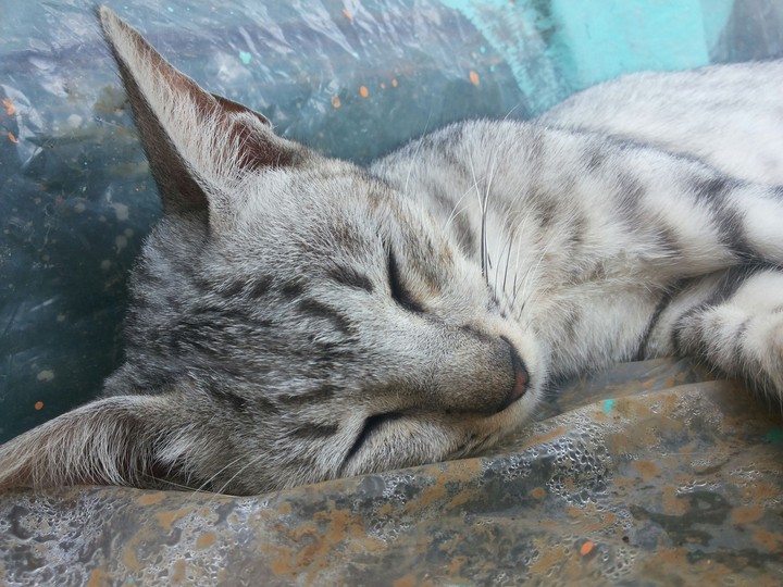 The Lazy Cat