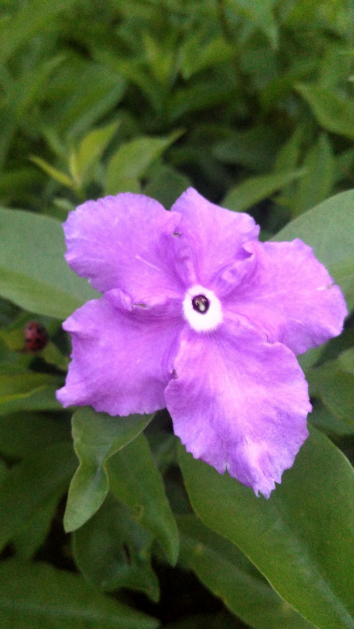 Purple Flower