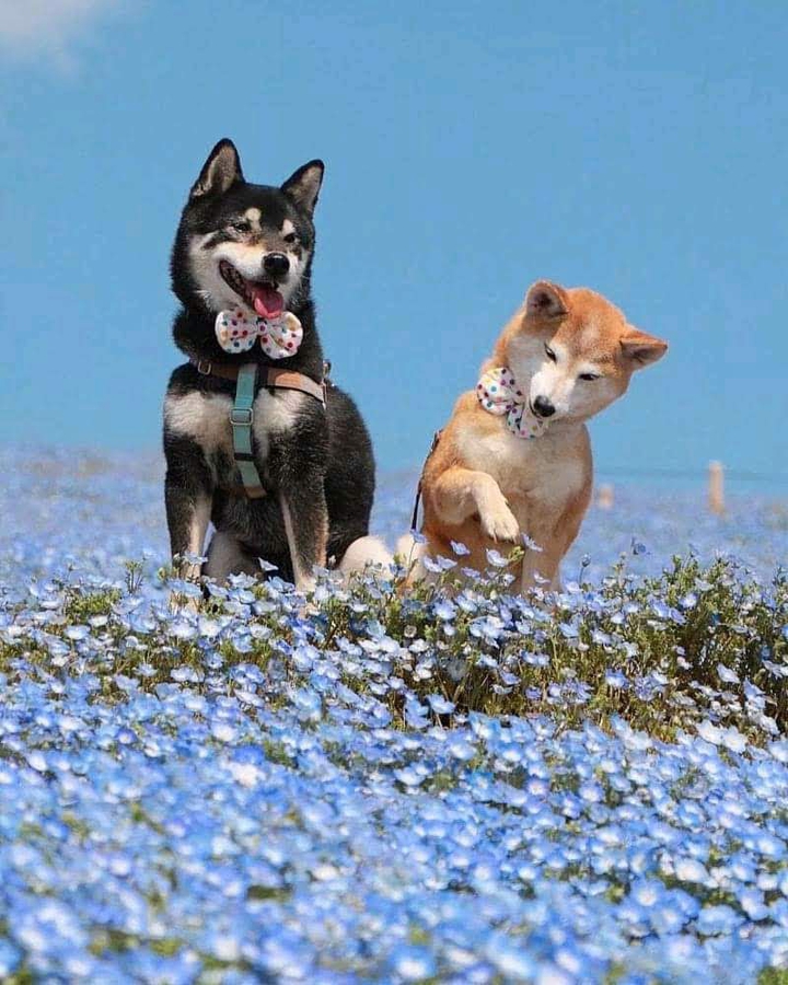 love dogs