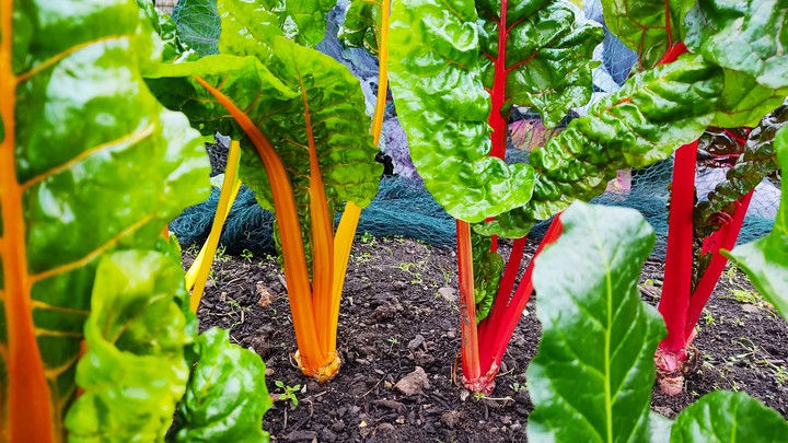 veggies