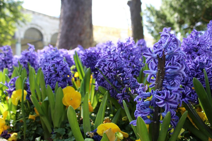 Topkapı palace garden