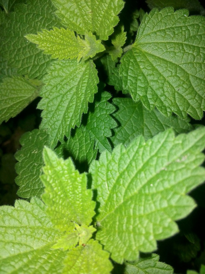 mint