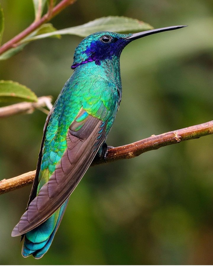 bird
