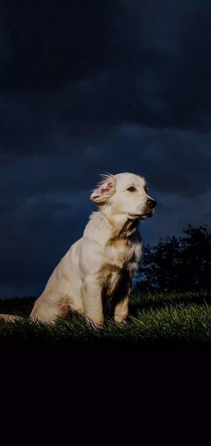 Dog