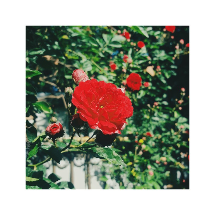 A Rose for Emily