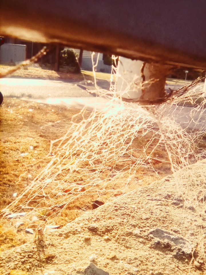 spider  web in the morning light