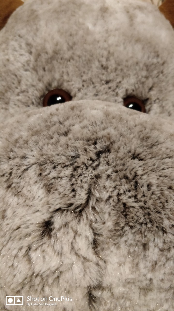 moose