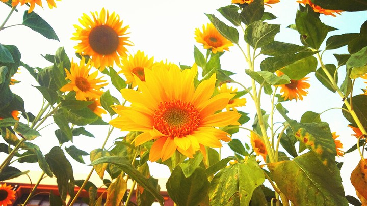 sunflower