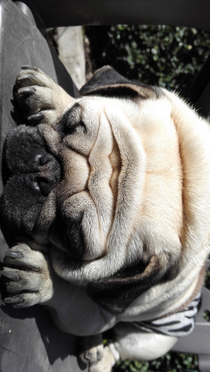 PUGS NOT DRUGS