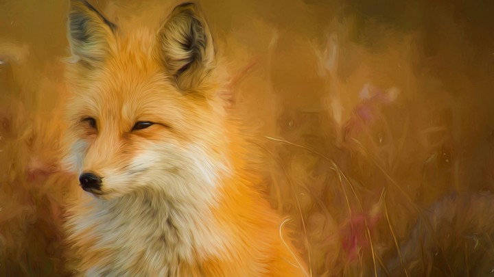 fox