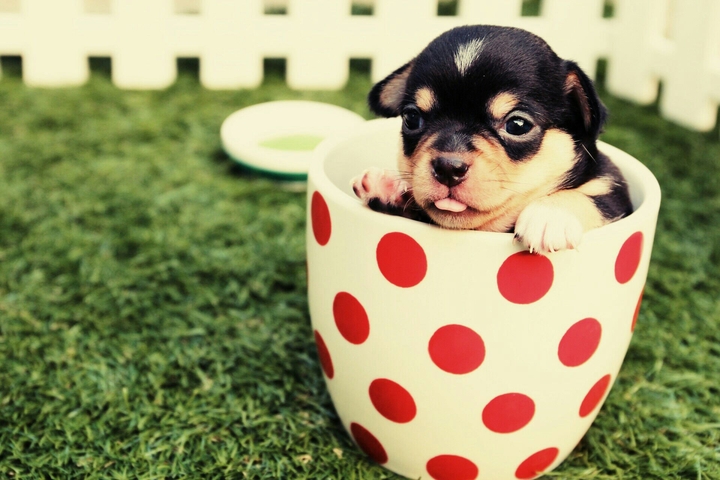 Puppy in the cup