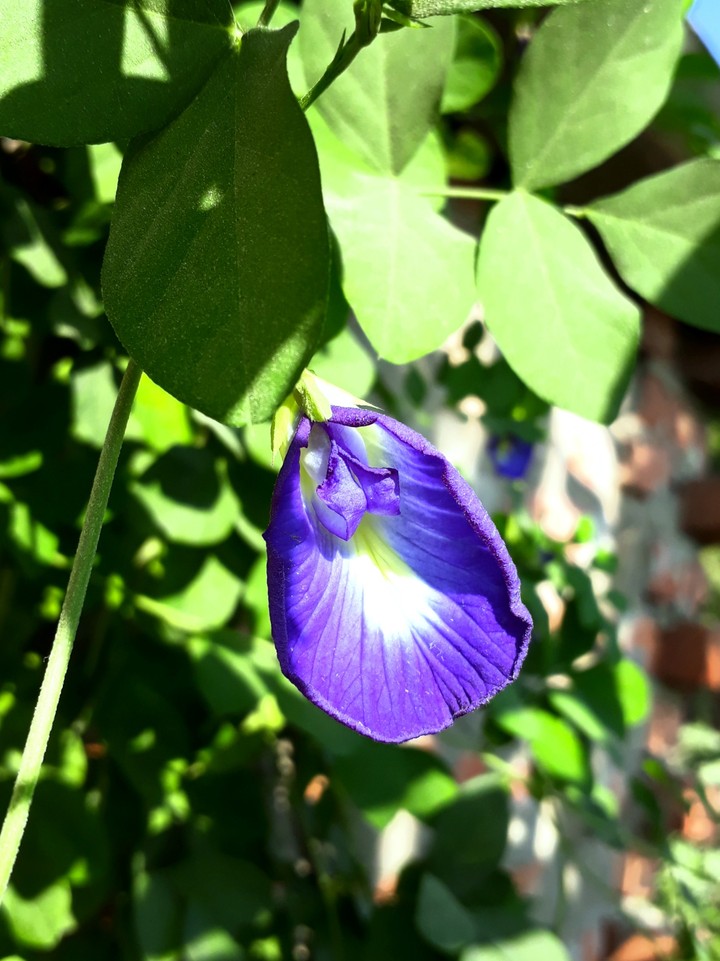 natural beauty 