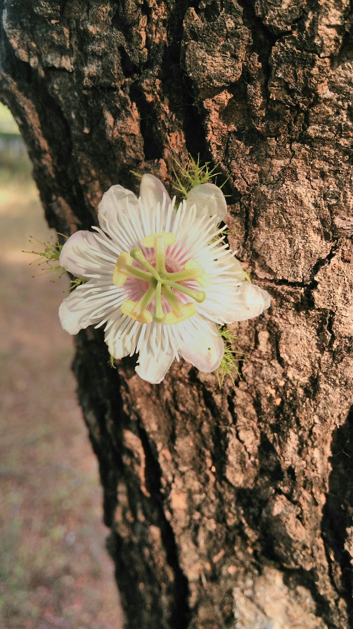 White flower