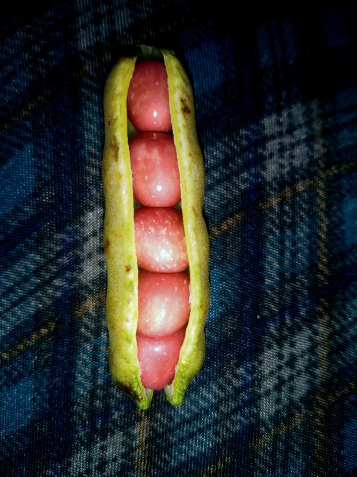 beans