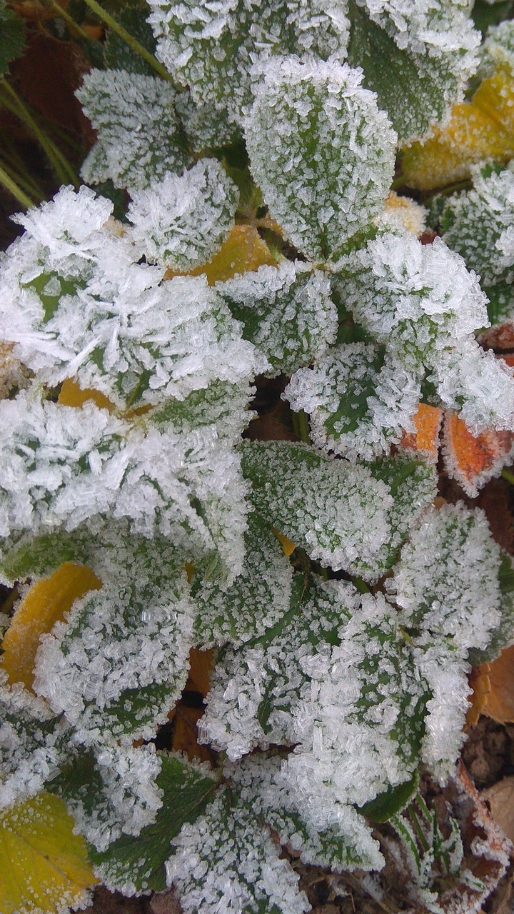 Plants in the frost