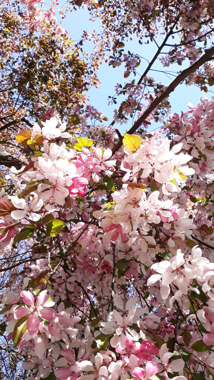 Blossom
