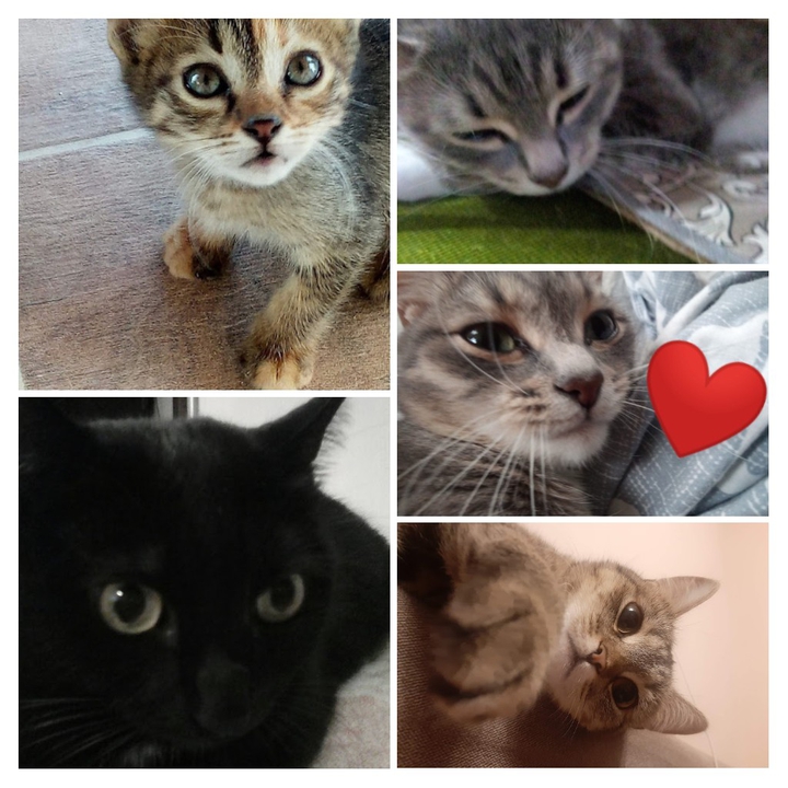 коти и кошки
