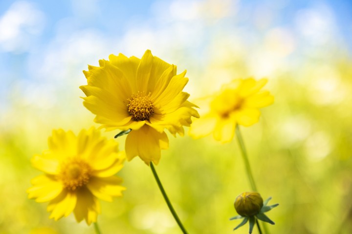 Chrysanthemum 여름국화, Summer cosmos