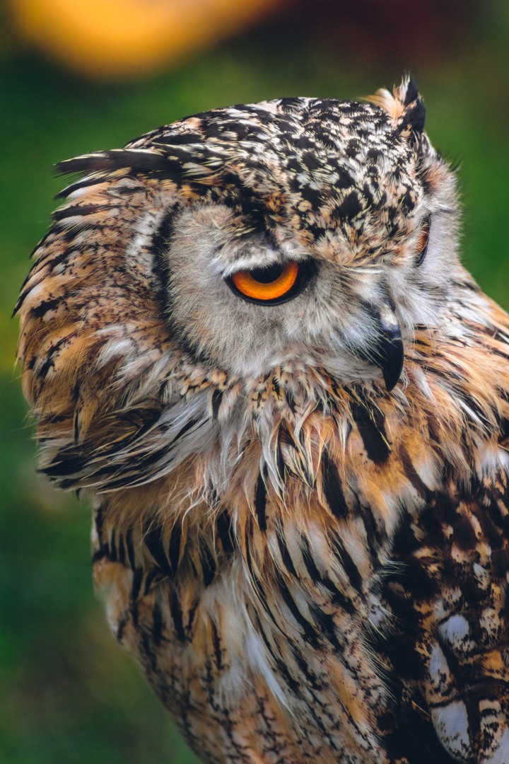 Owl 
