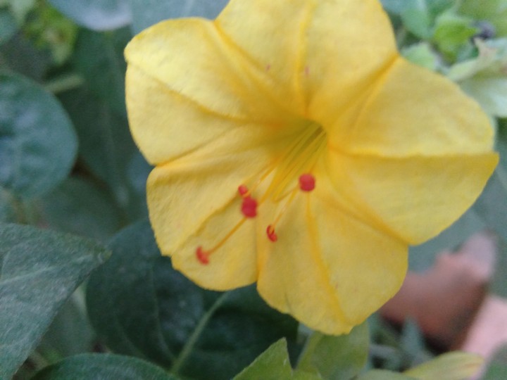 yellow flower