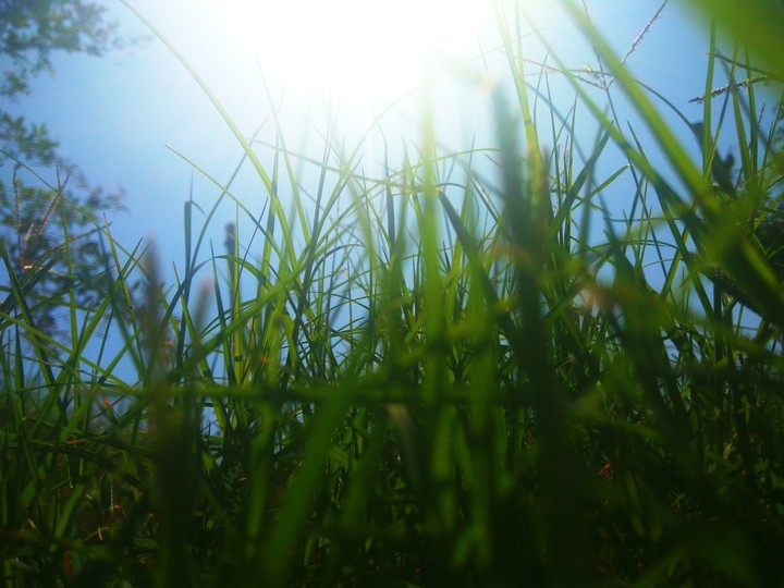 The beauty of nature lies within roots