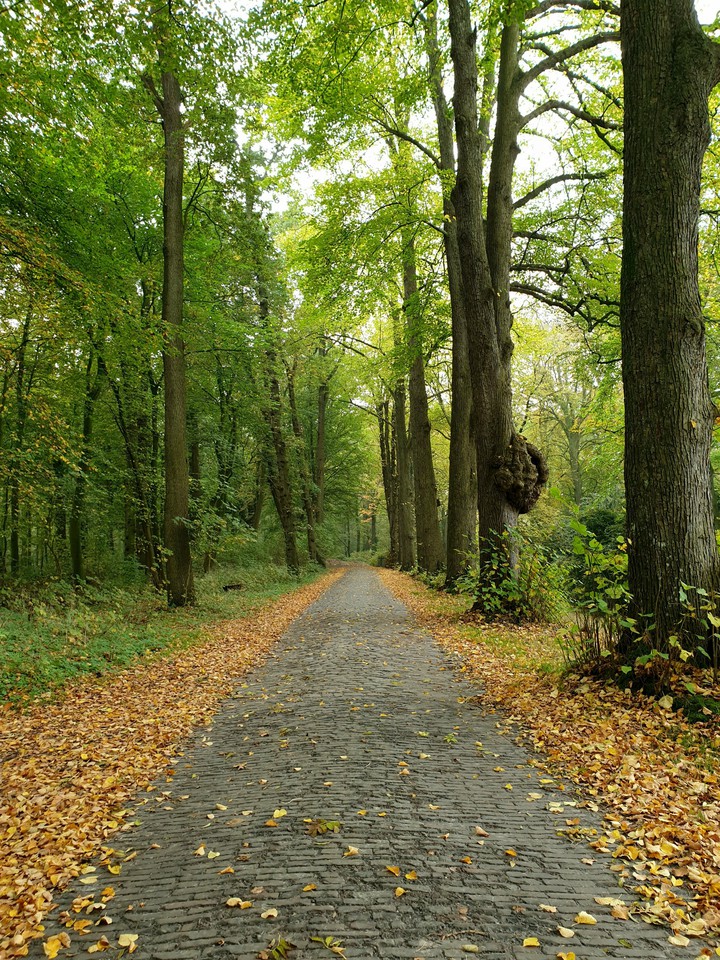 Schloss Lütetsburg Herbst