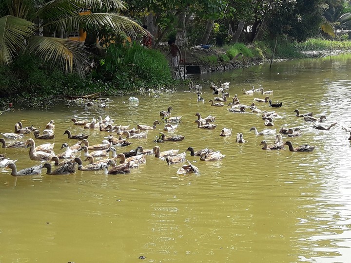 ducks in backwaters