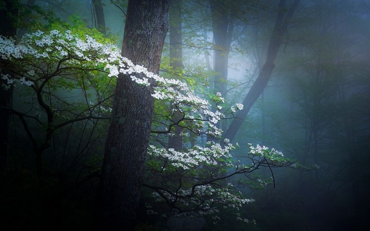 In the forest
