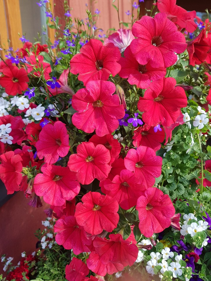 red flowers