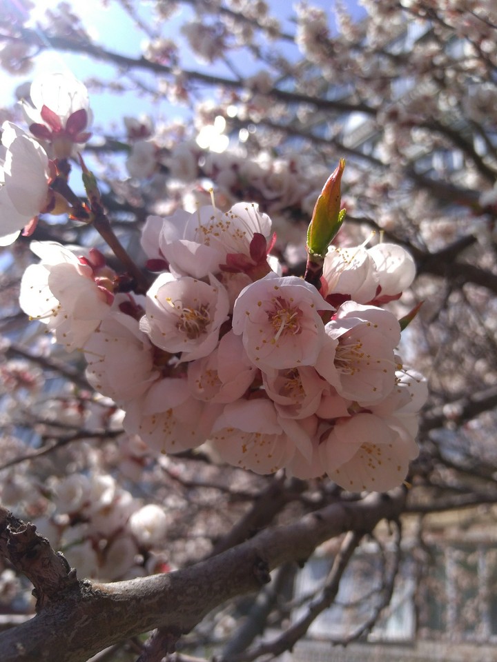 spring