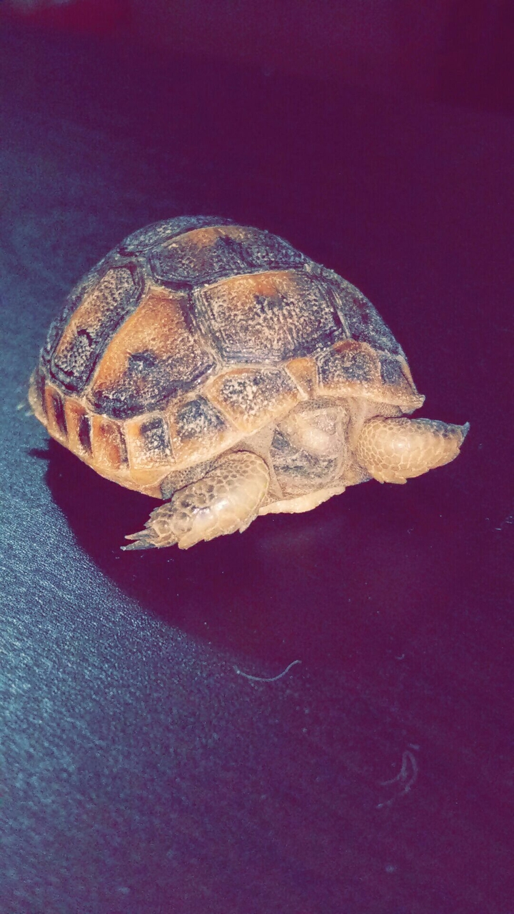 Tortoise