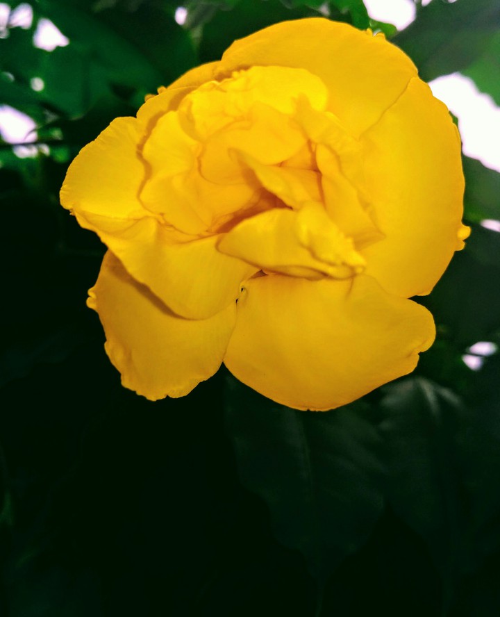 yellow flower
