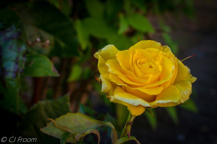 Yellow Rose
