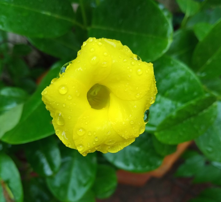 Yellow flower
