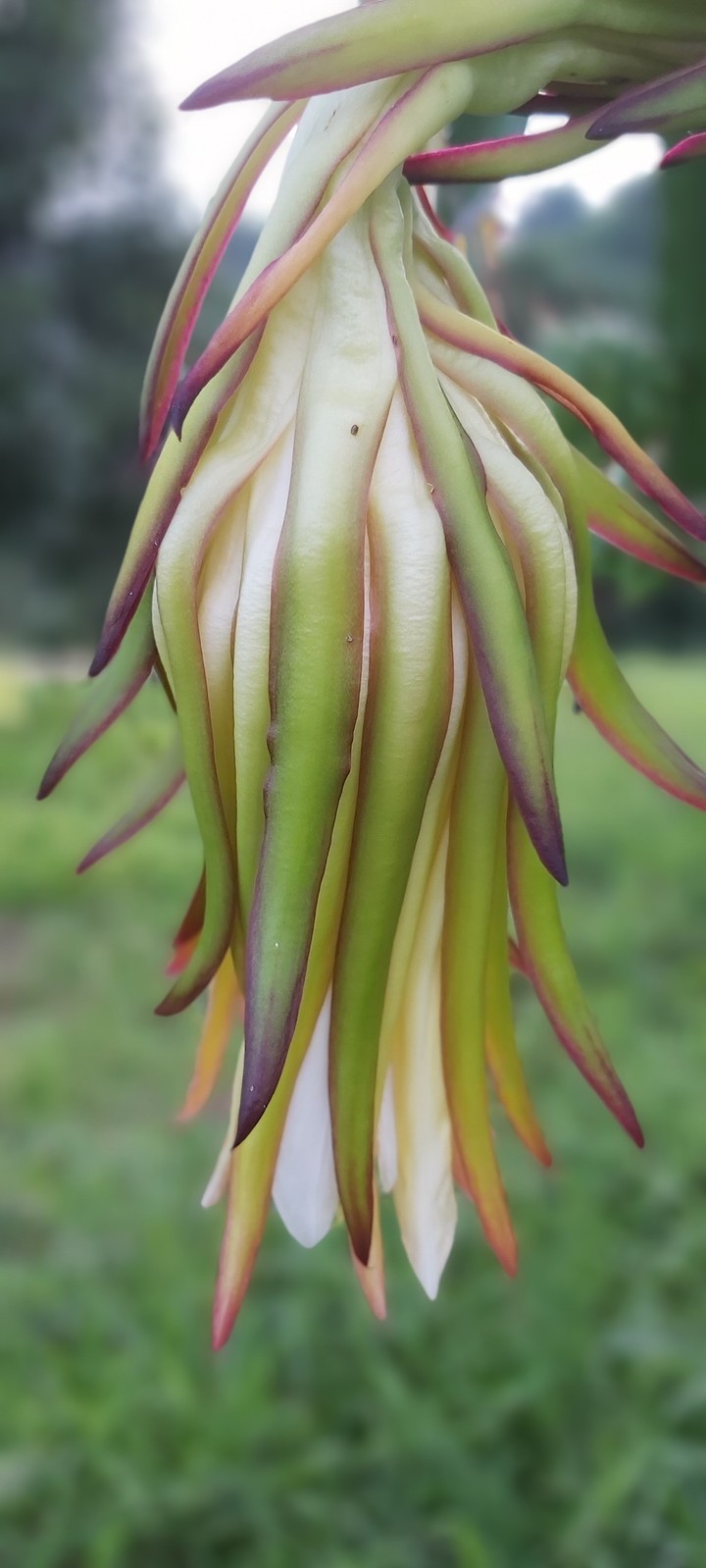 dragonfruit