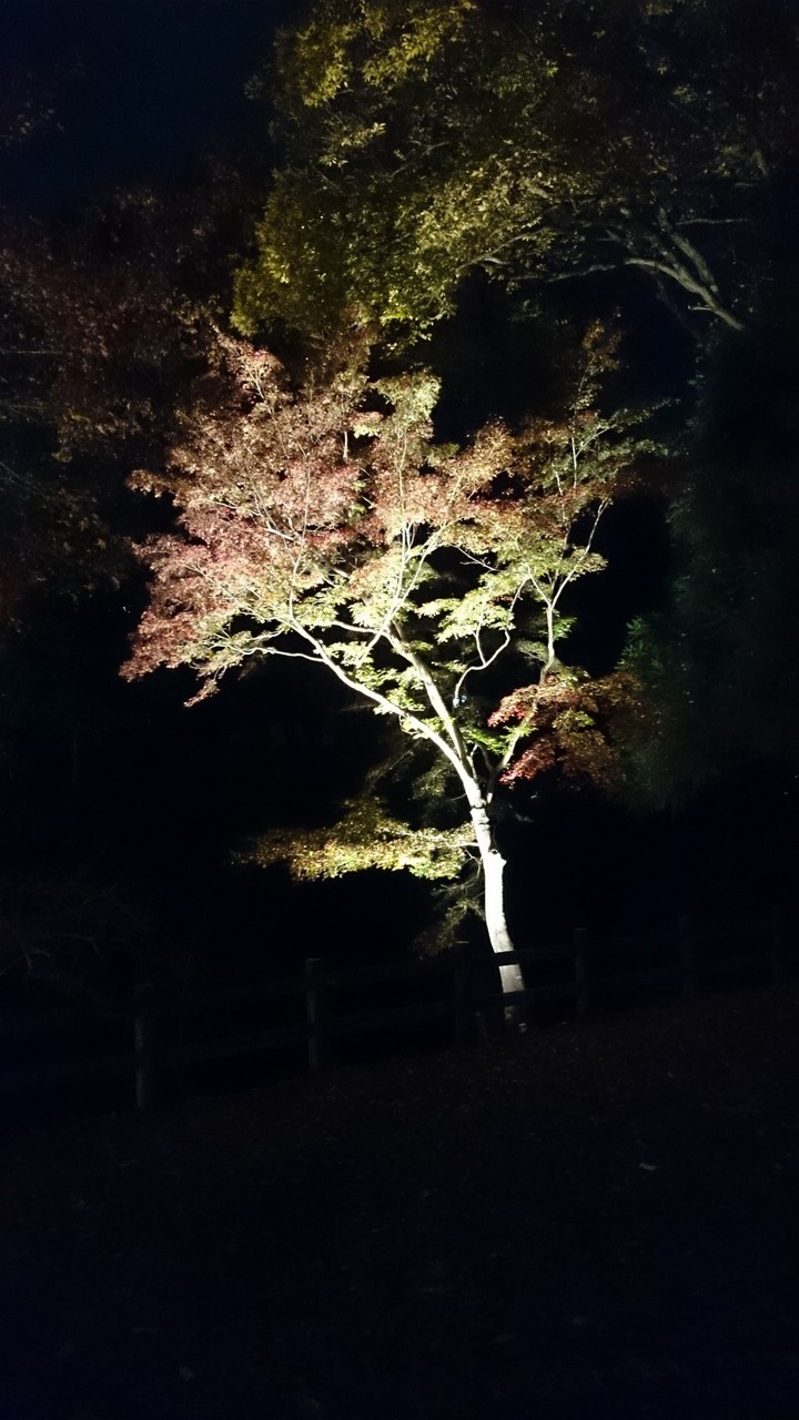 夜の紅葉