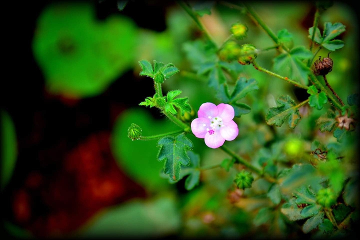 wild flower
