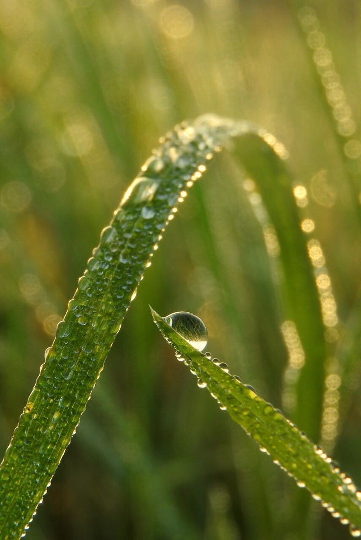Little Waterdrop.