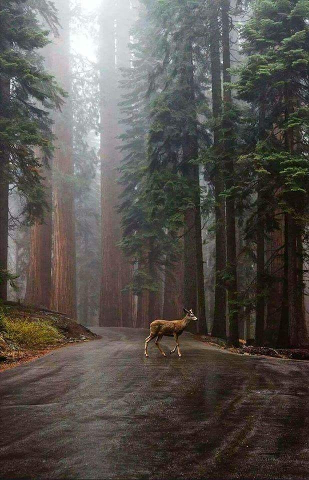 forest & deer