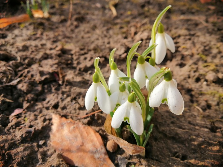 snowdrops