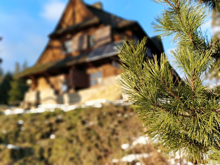 Mountain tree.
