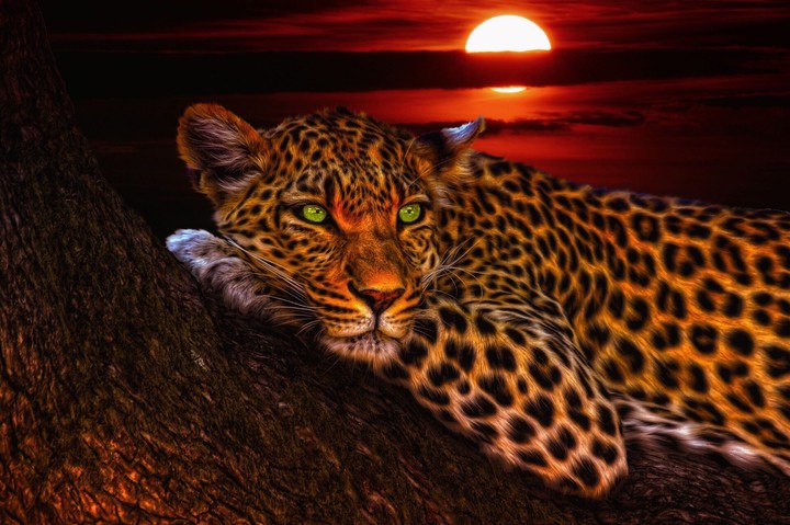 cheetah
