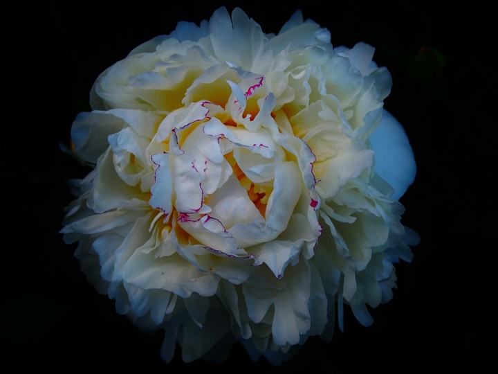 Bloom