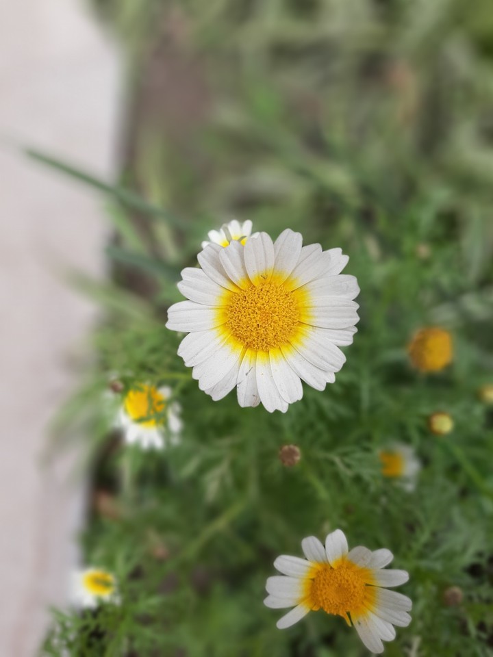 مرحبا