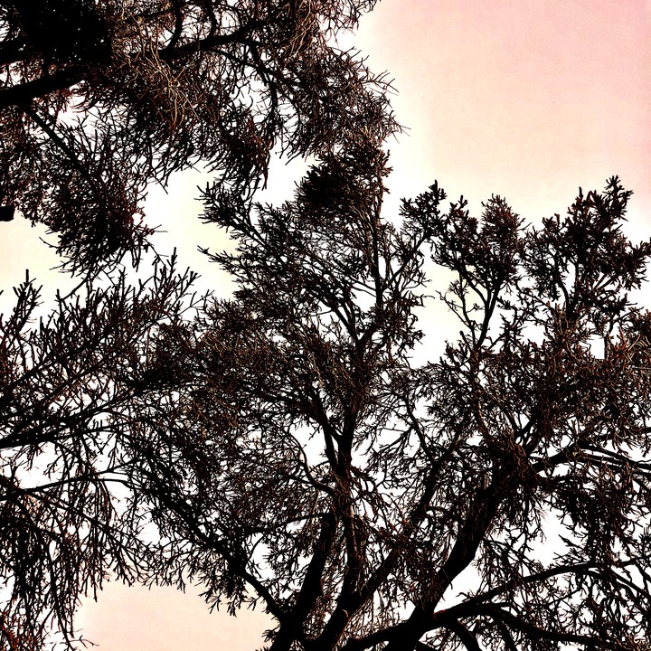 Wild Sun