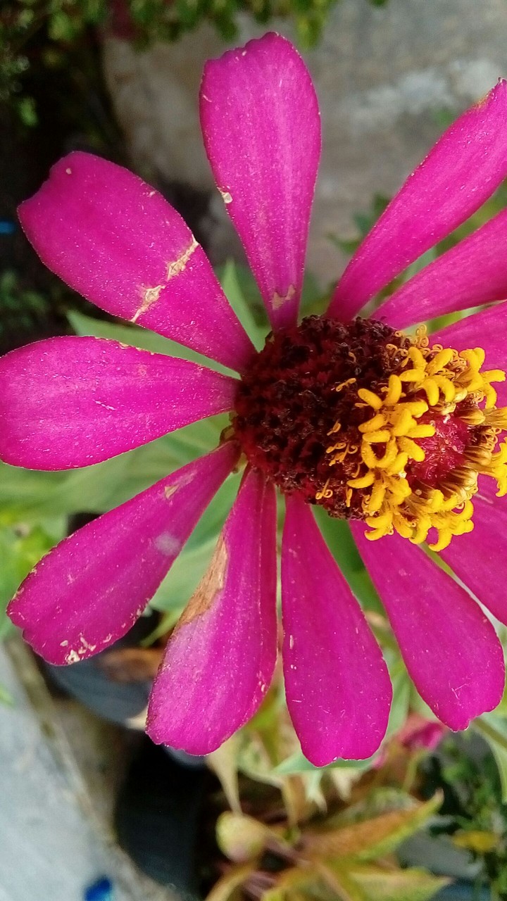 Scratched Red Petal